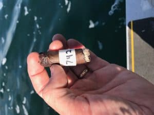 Blind Cigar Review: Hammer + Sickle | Trademark Maduro Robusto